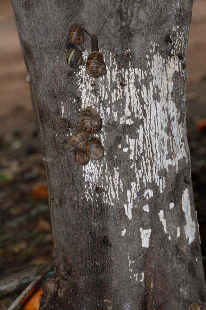            Bark (Riverside, CA)   